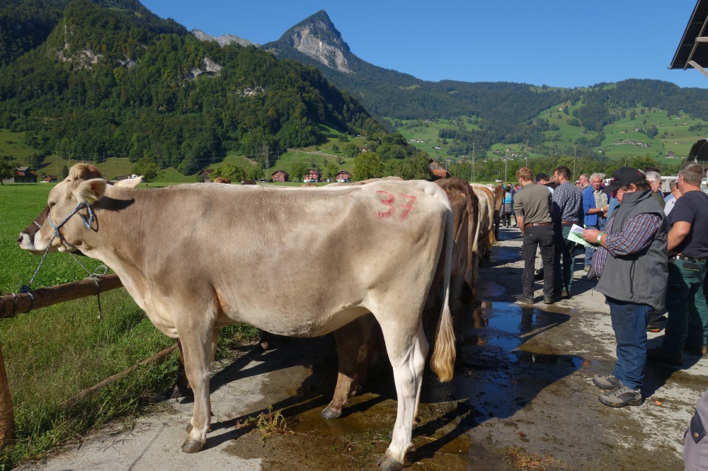34. Obwaldner Viehauktion vom 5. September 2025 BWZ Giswil